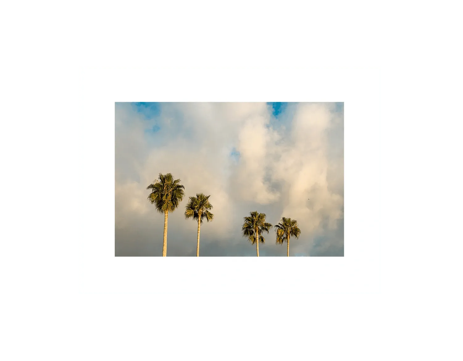 Palm Trees on Clouds - California DreamScapes Wall Art Decor