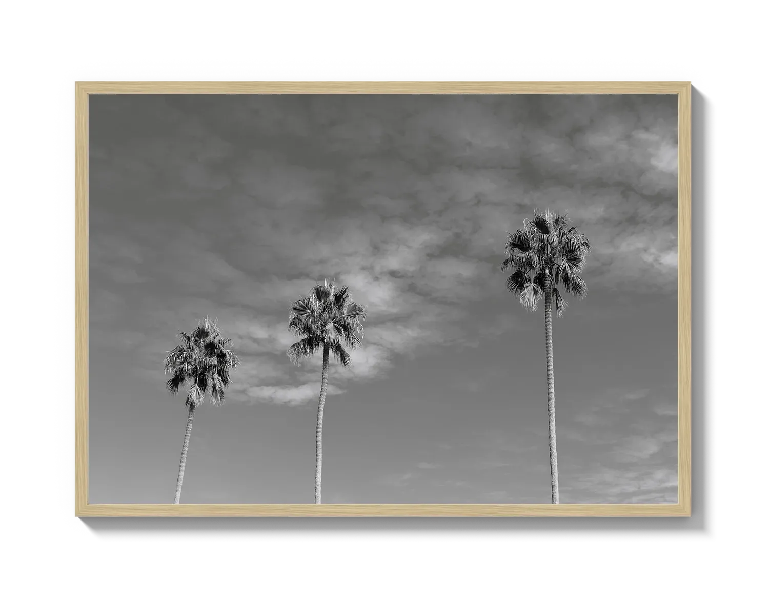 Three Palm Trees