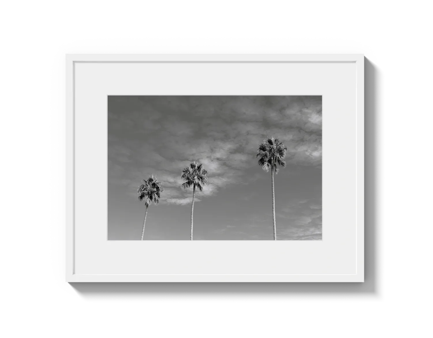 Three Palm Trees