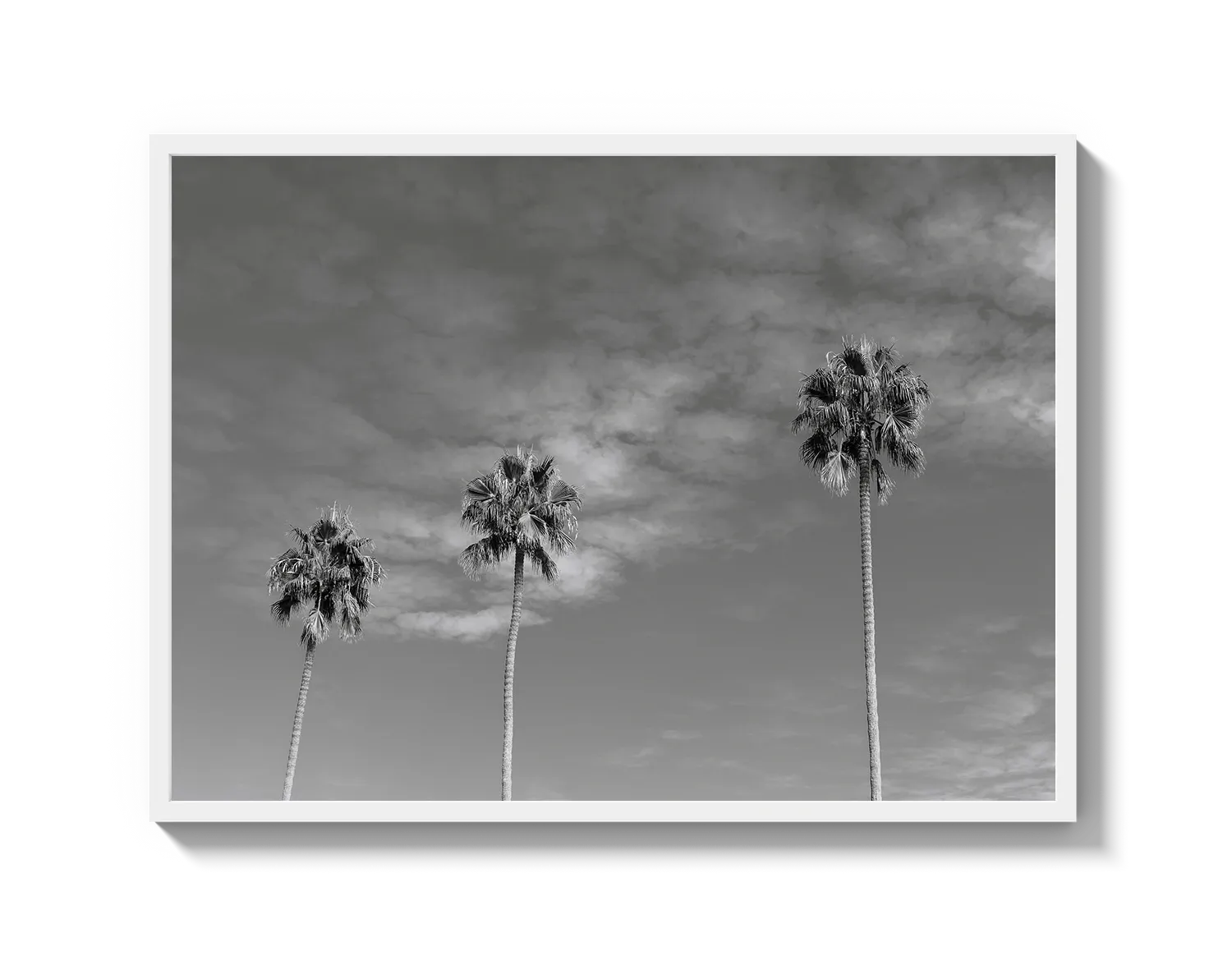 Three Palm Trees