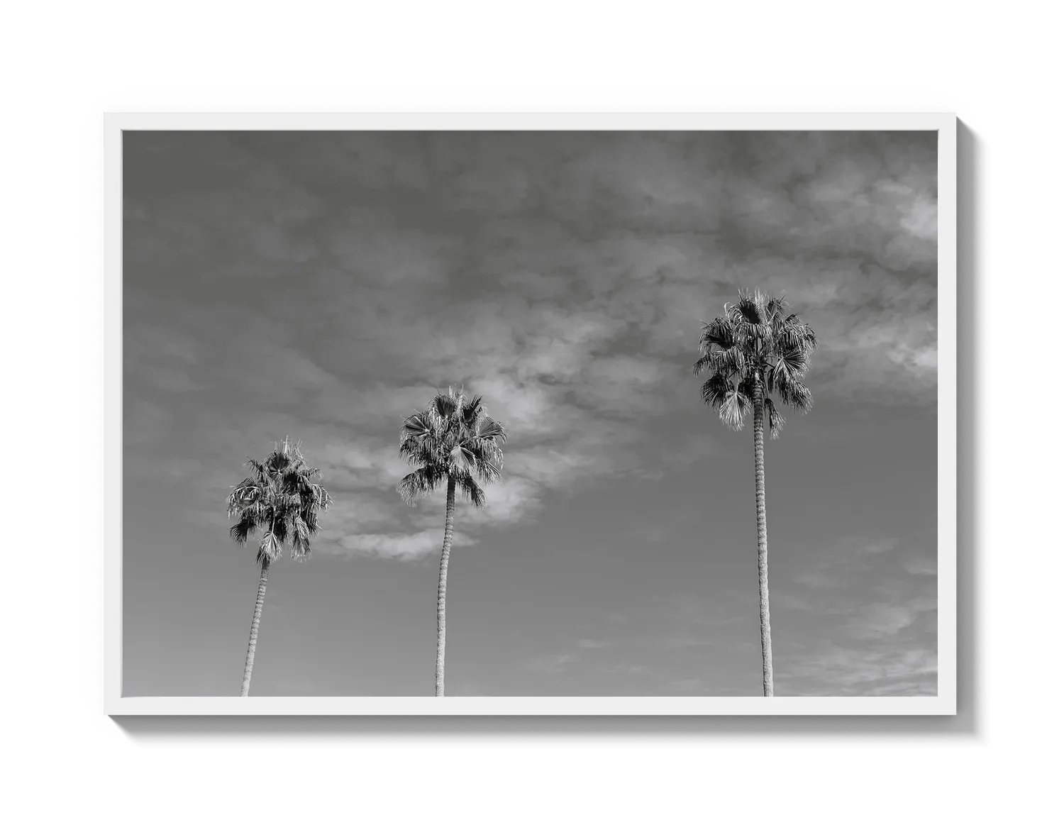 Three Palm Trees