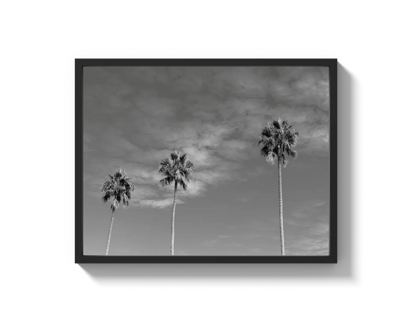 Three Palm Trees
