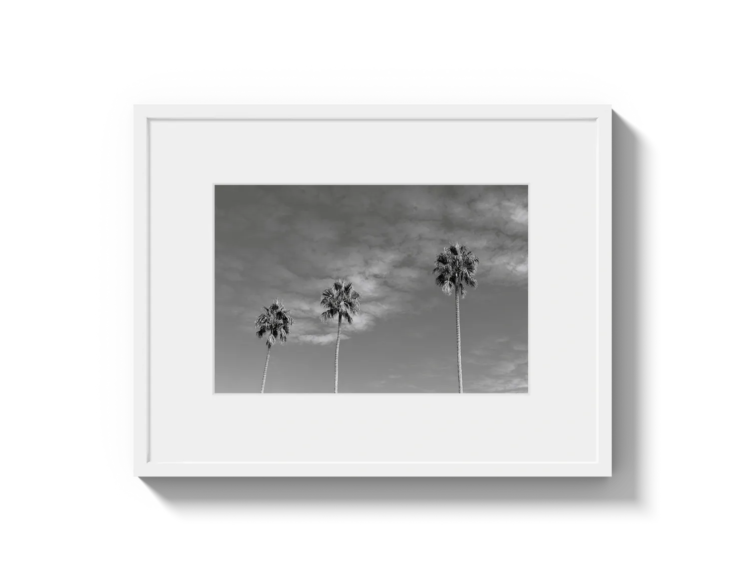 Three Palm Trees