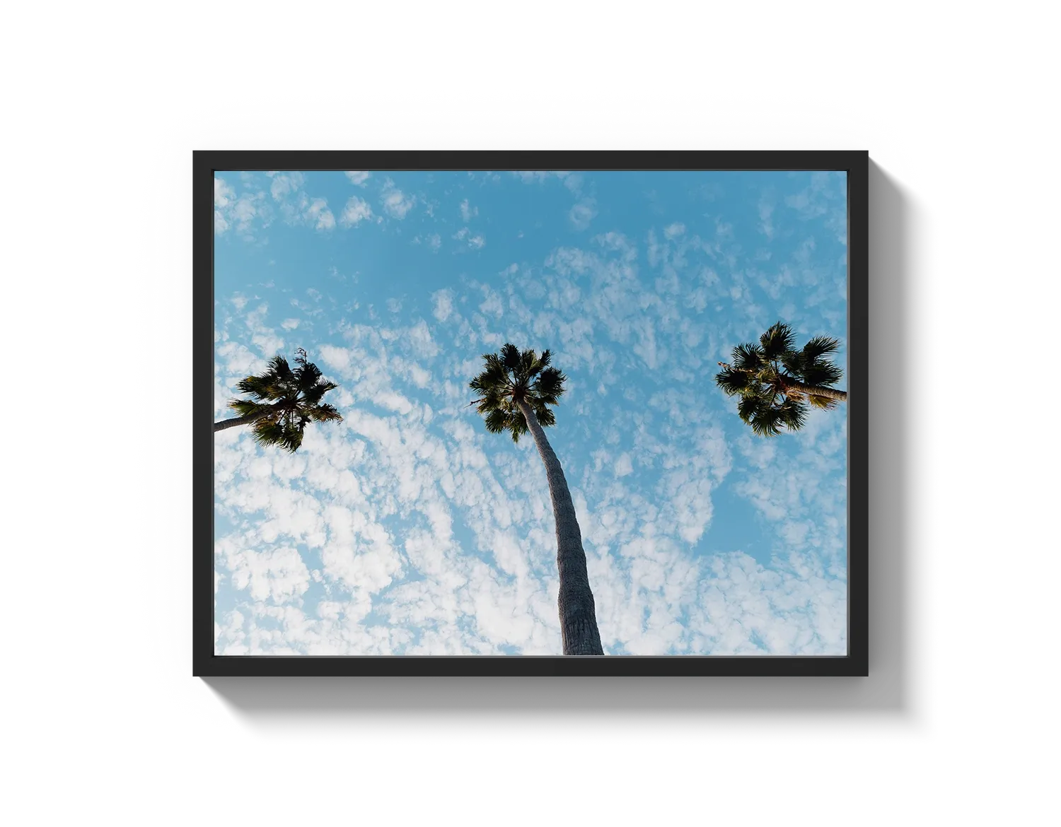 Three Palm Trees II