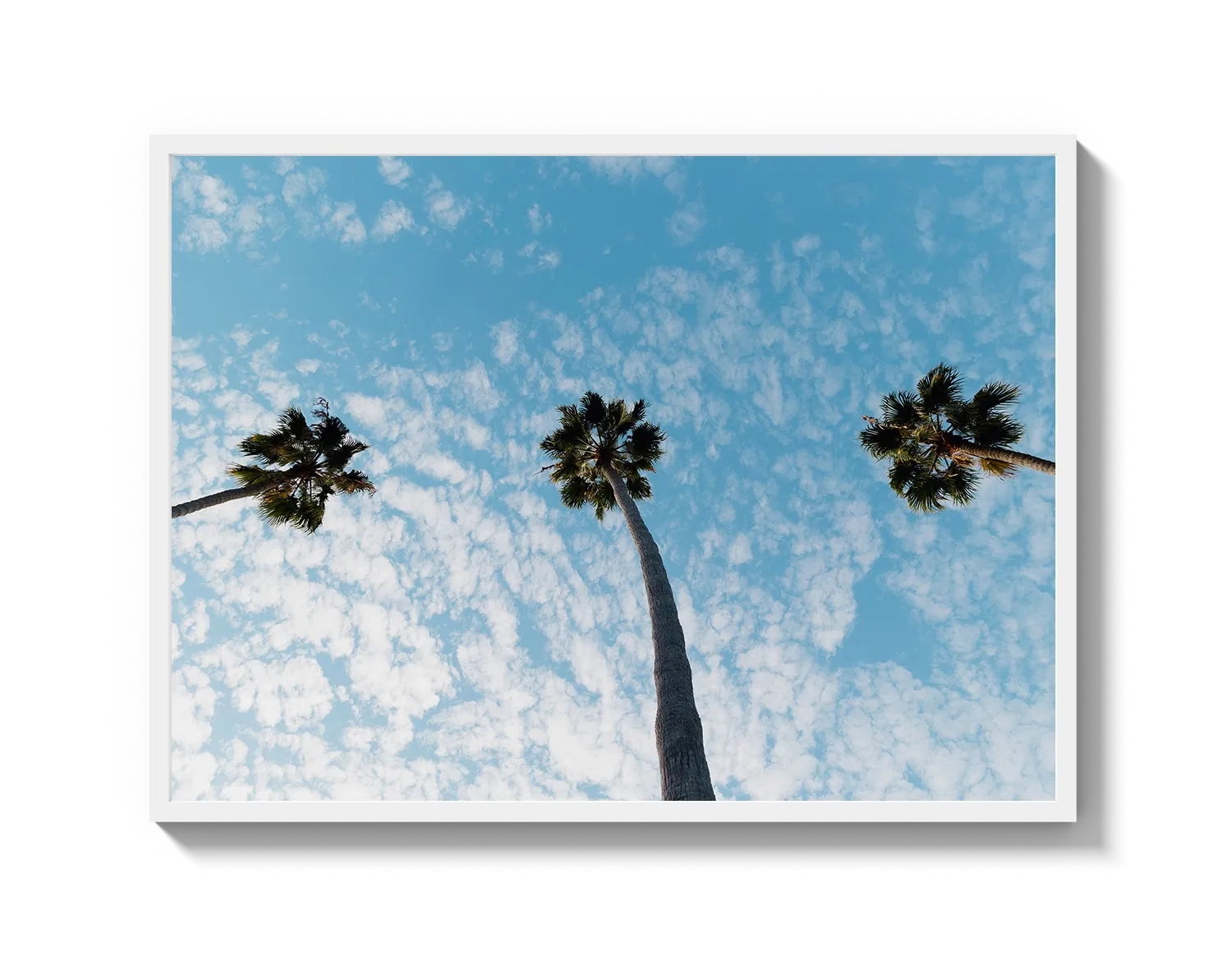 Three Palm Trees II
