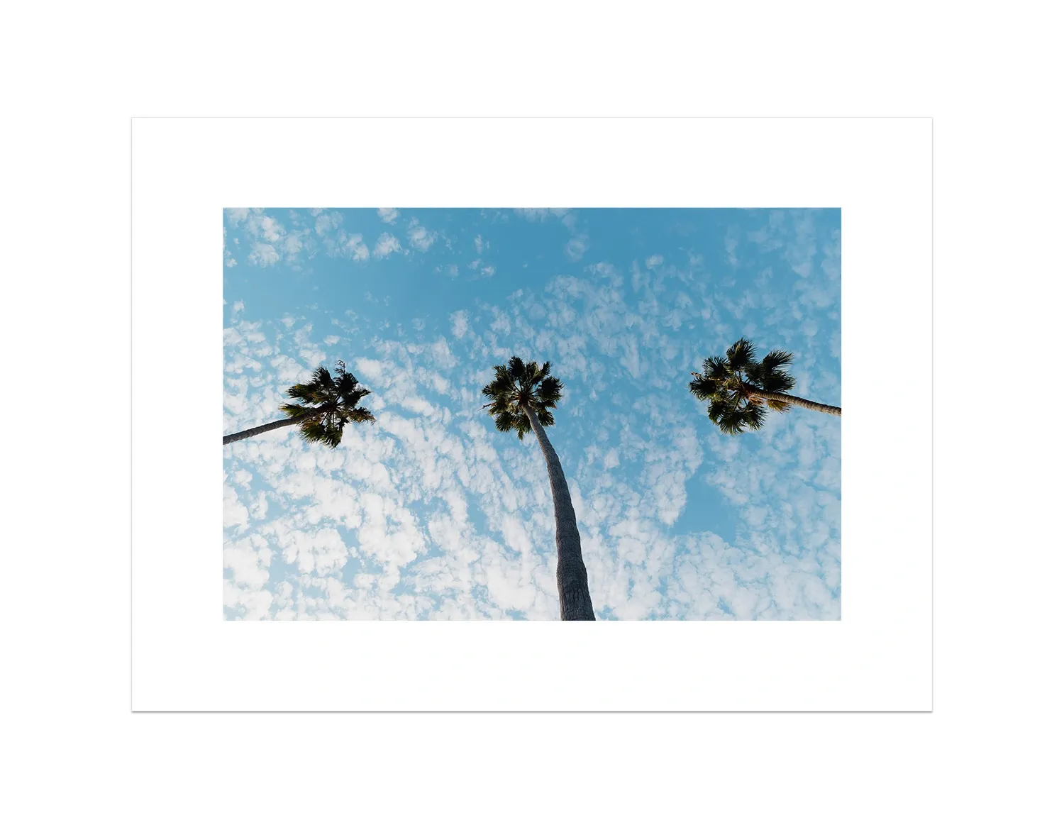 Three Palm Trees II