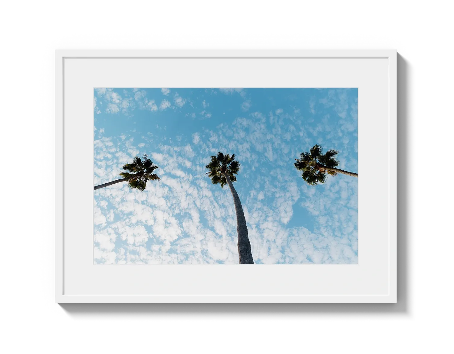 Three Palm Trees II