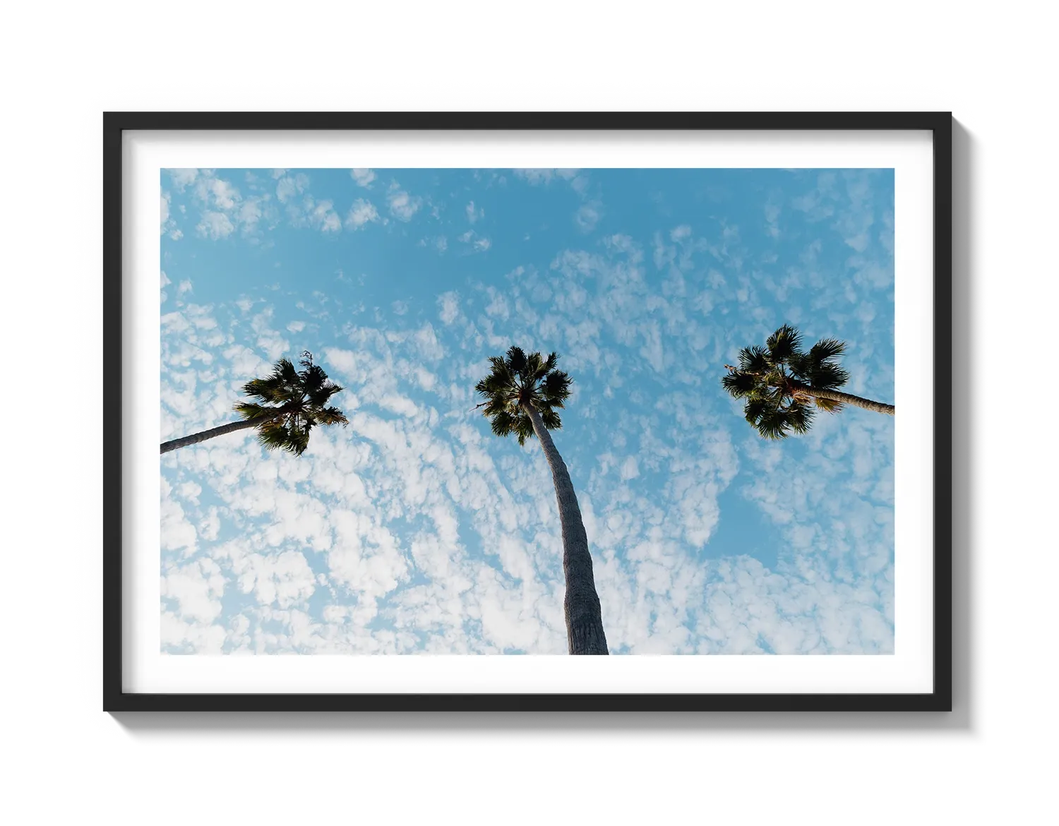 Three Palm Trees II