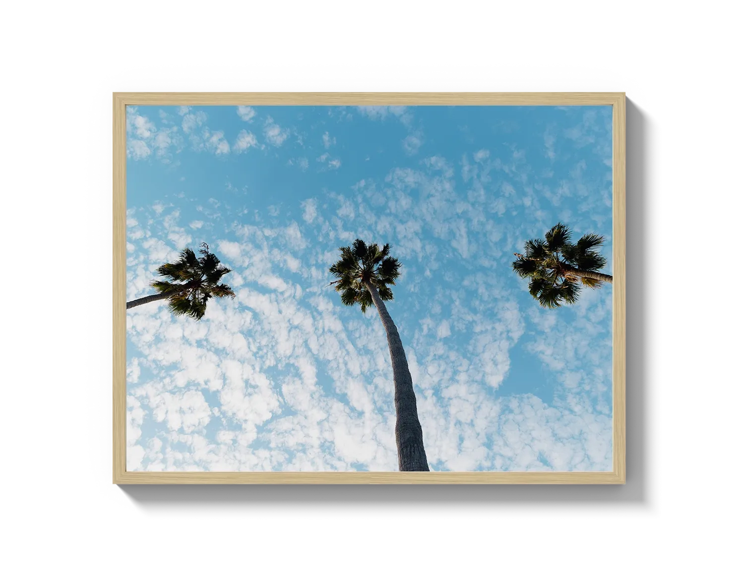 Three Palm Trees II