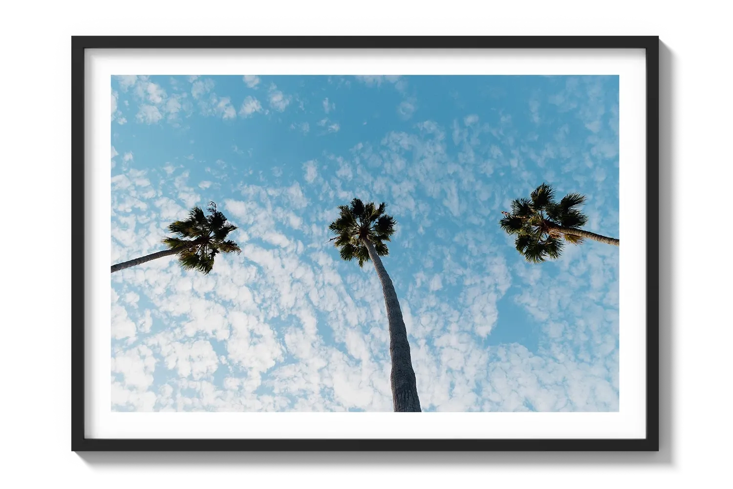 Three Palm Trees II