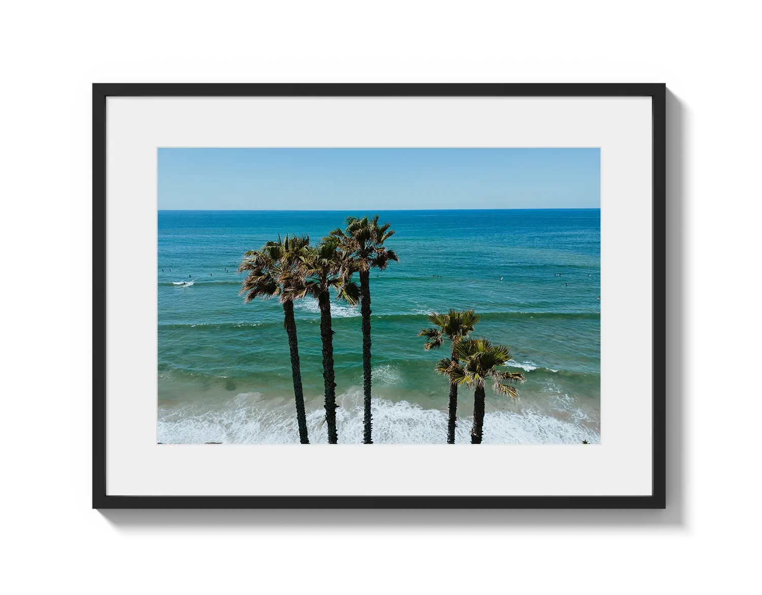 Palm Trees in PB