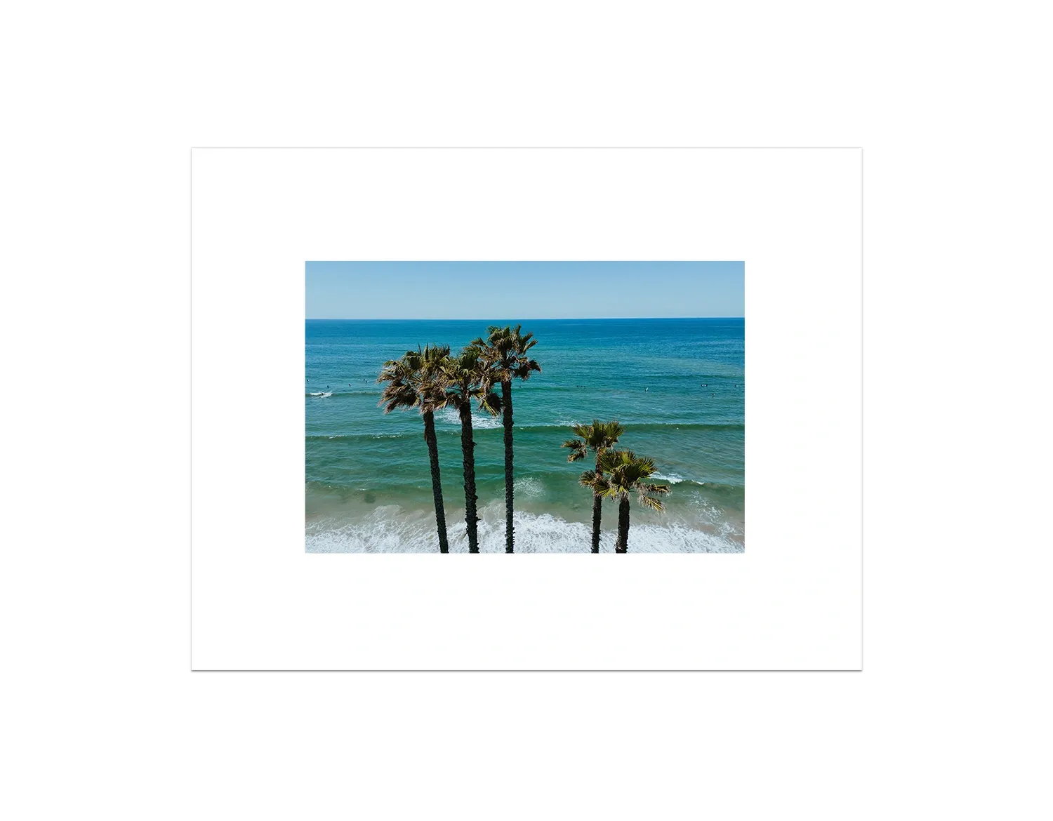 Palm Trees in PB