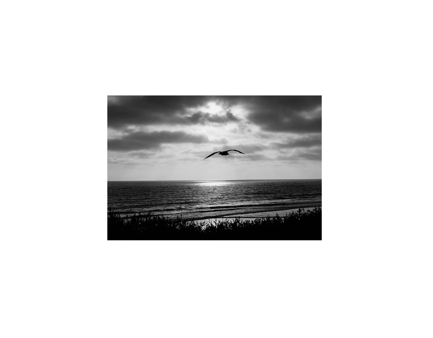 Bird Beach