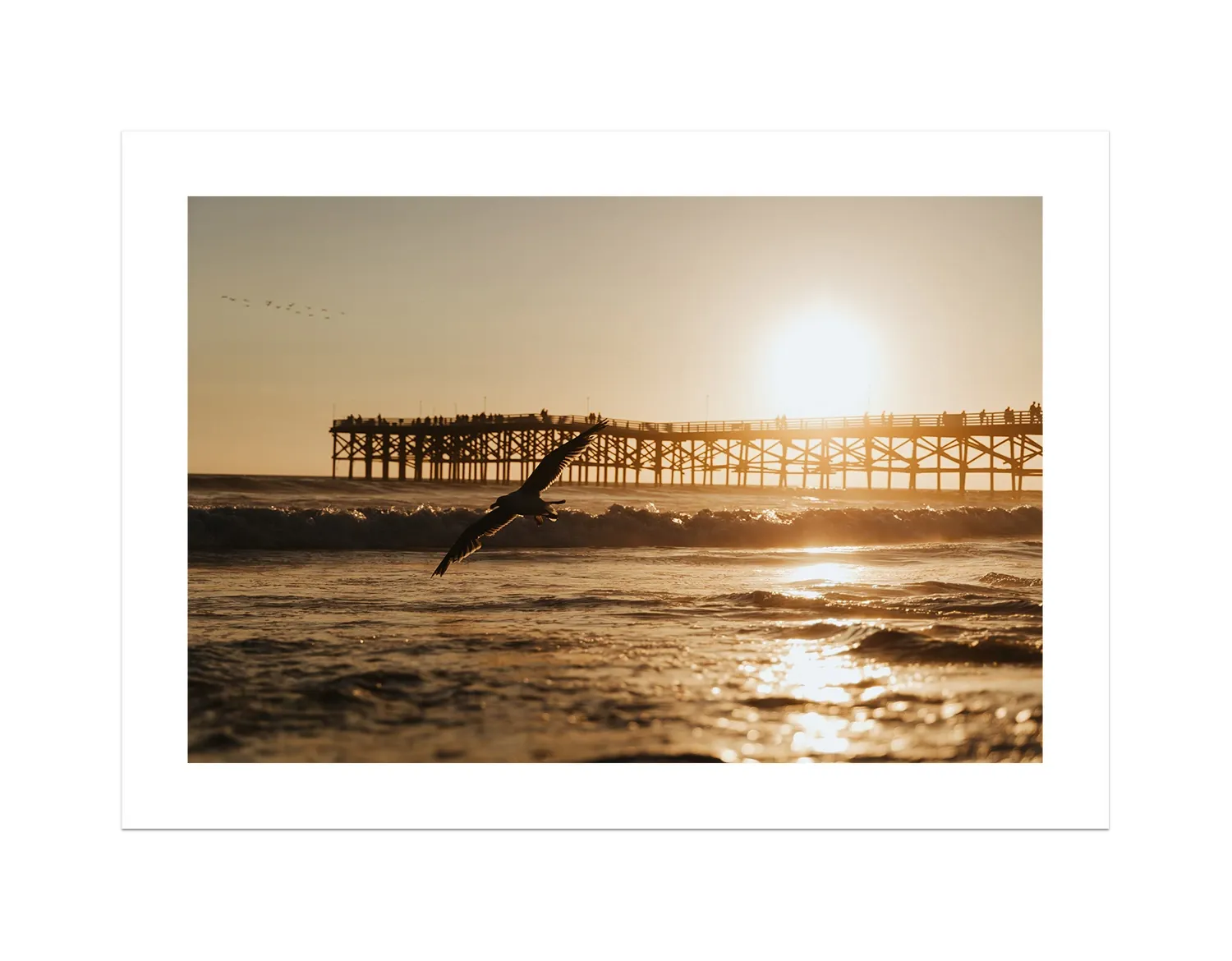 Beach Bird 2