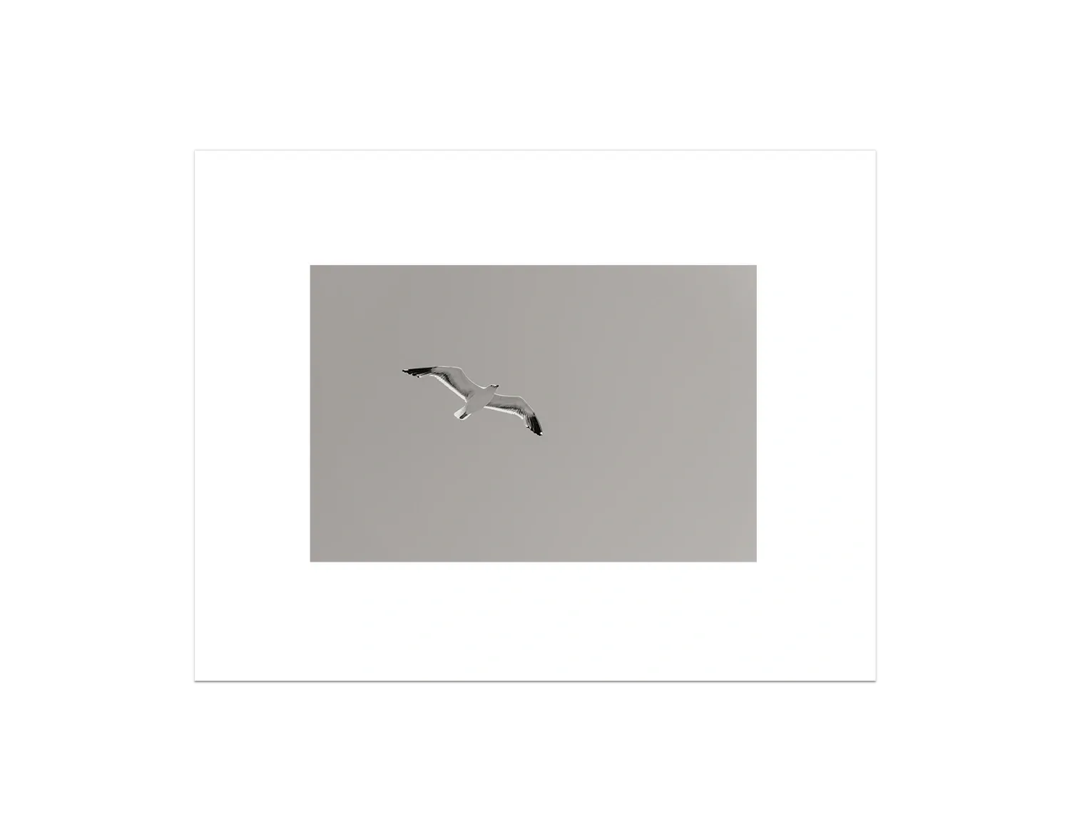 Flying Bird