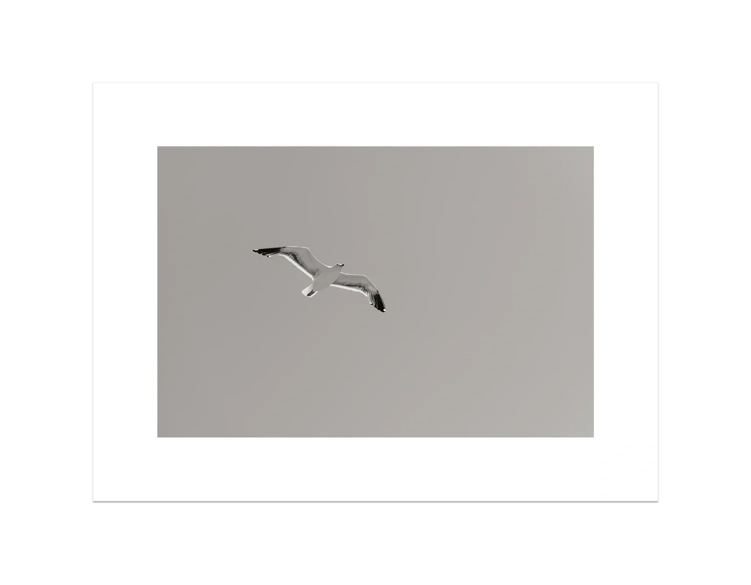 Flying Bird