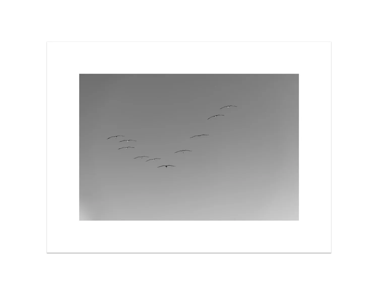 Flying Birds