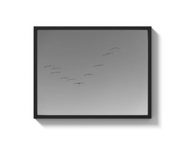 Flying Birds