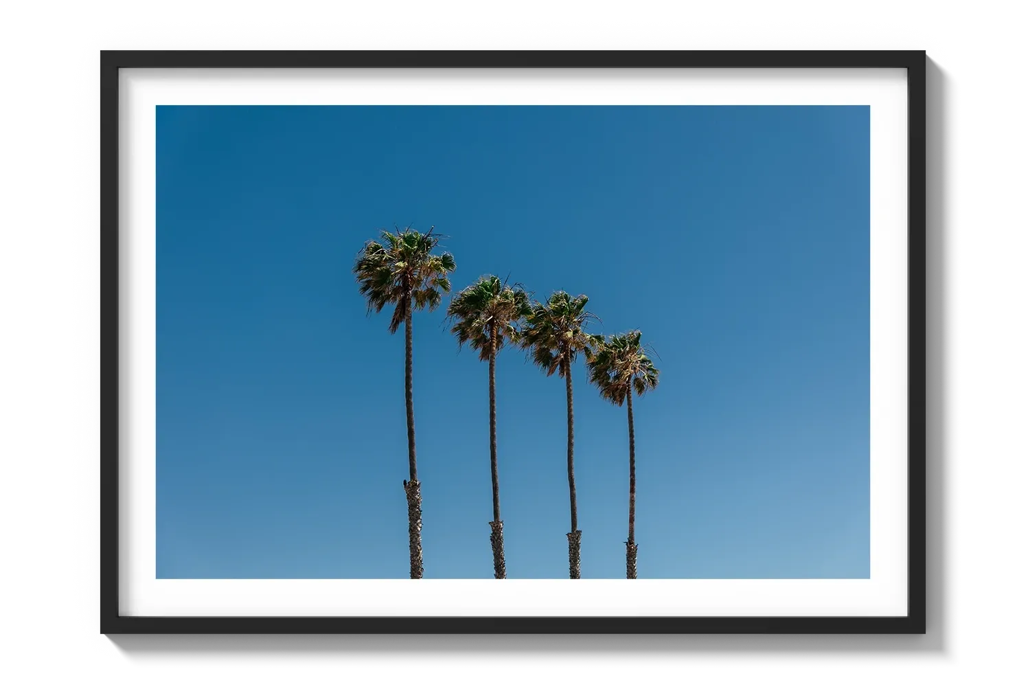 Four Palm Trees