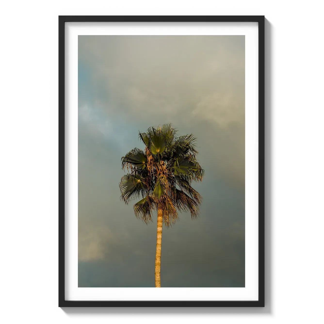 Lone Palm Tree on Clouds