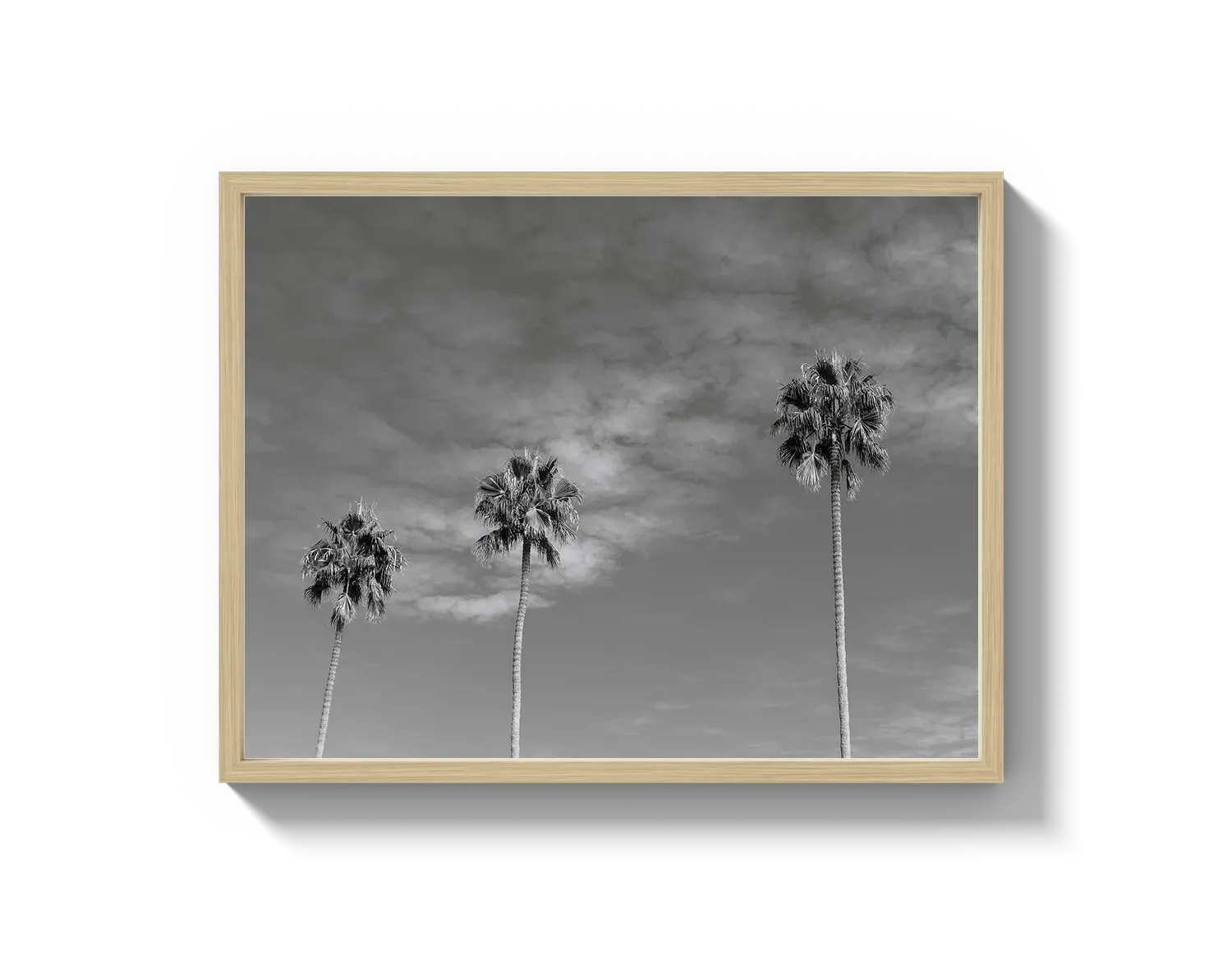 Three Palm Trees