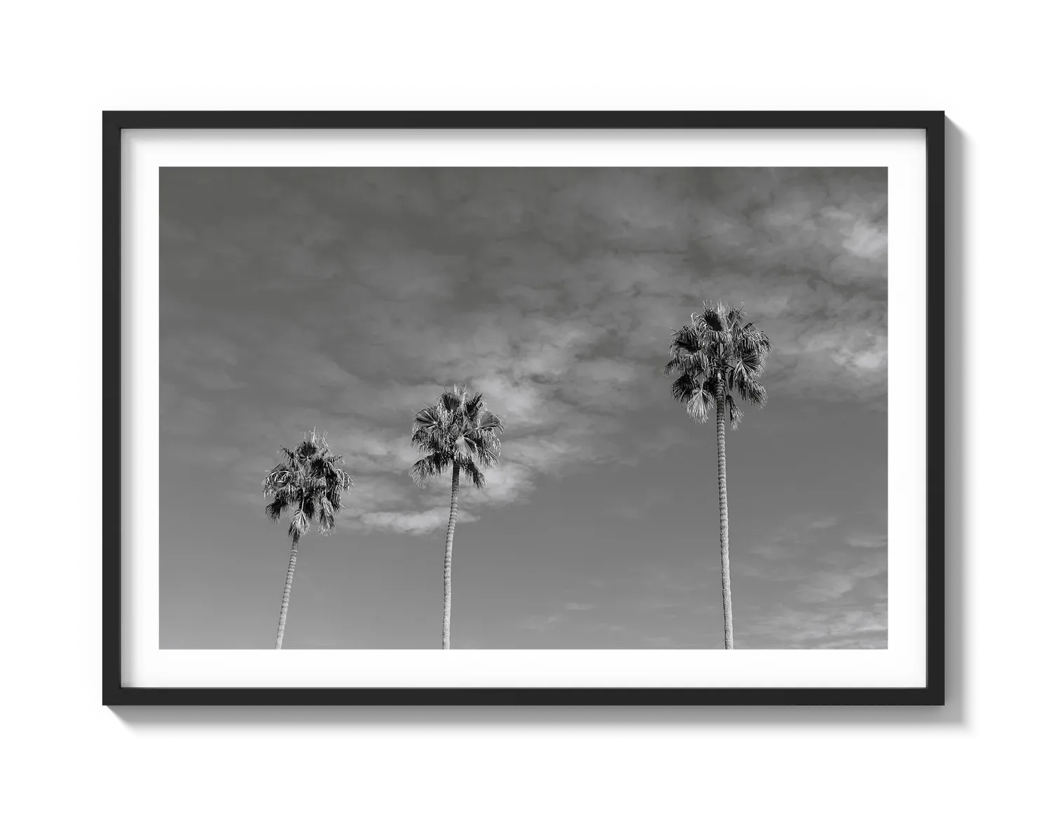 Three Palm Trees