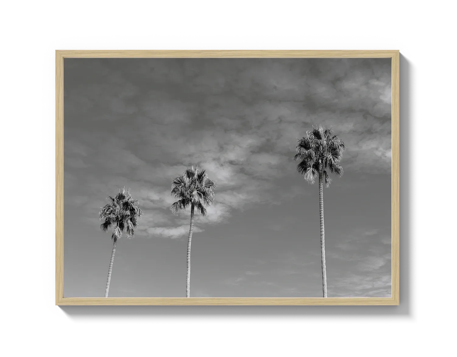 Three Palm Trees