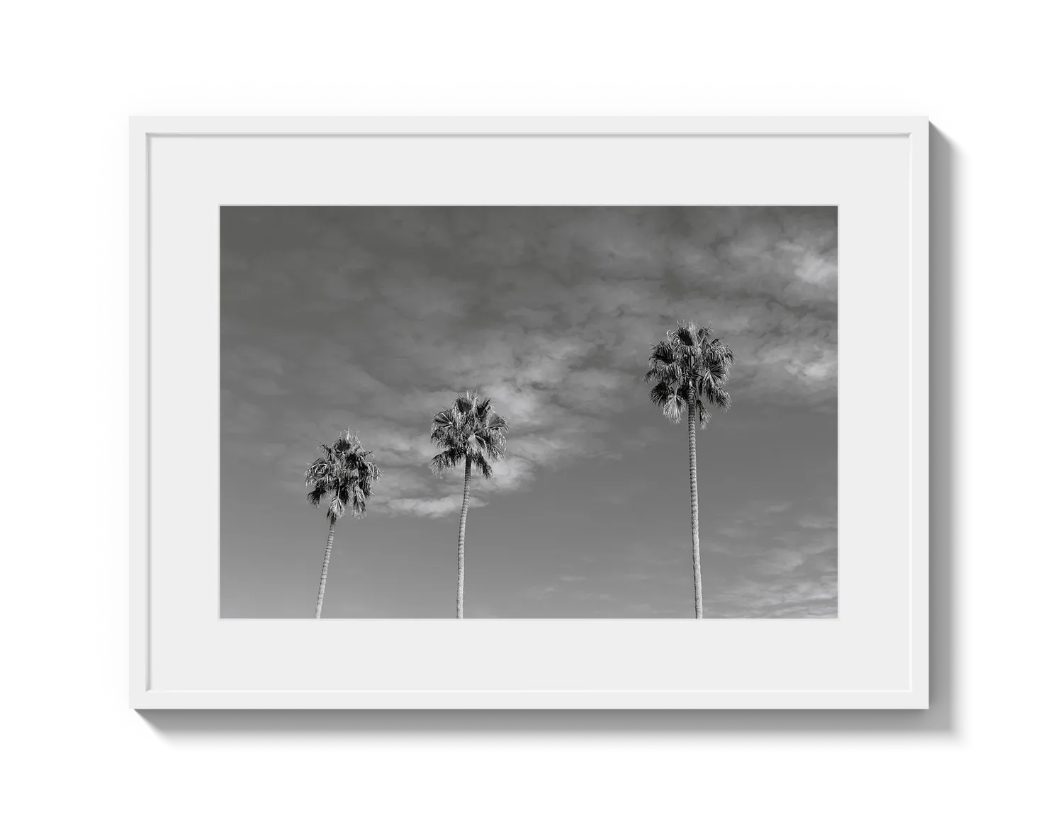Three Palm Trees