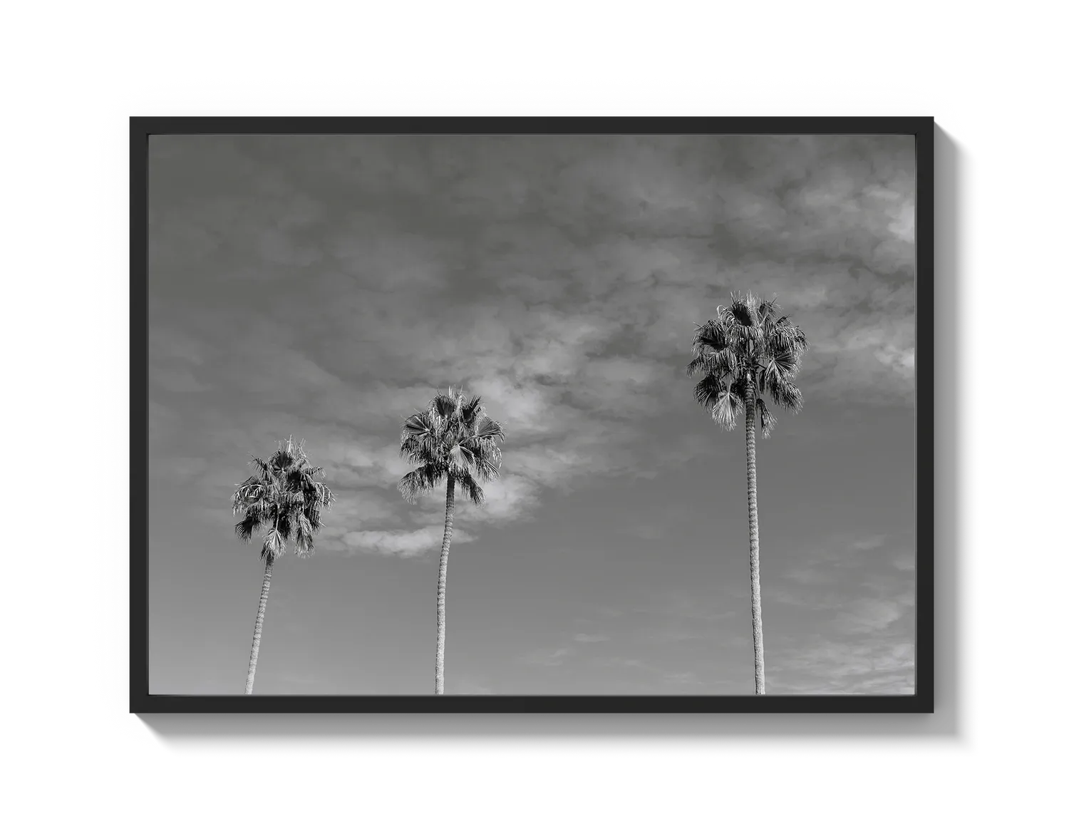 Three Palm Trees