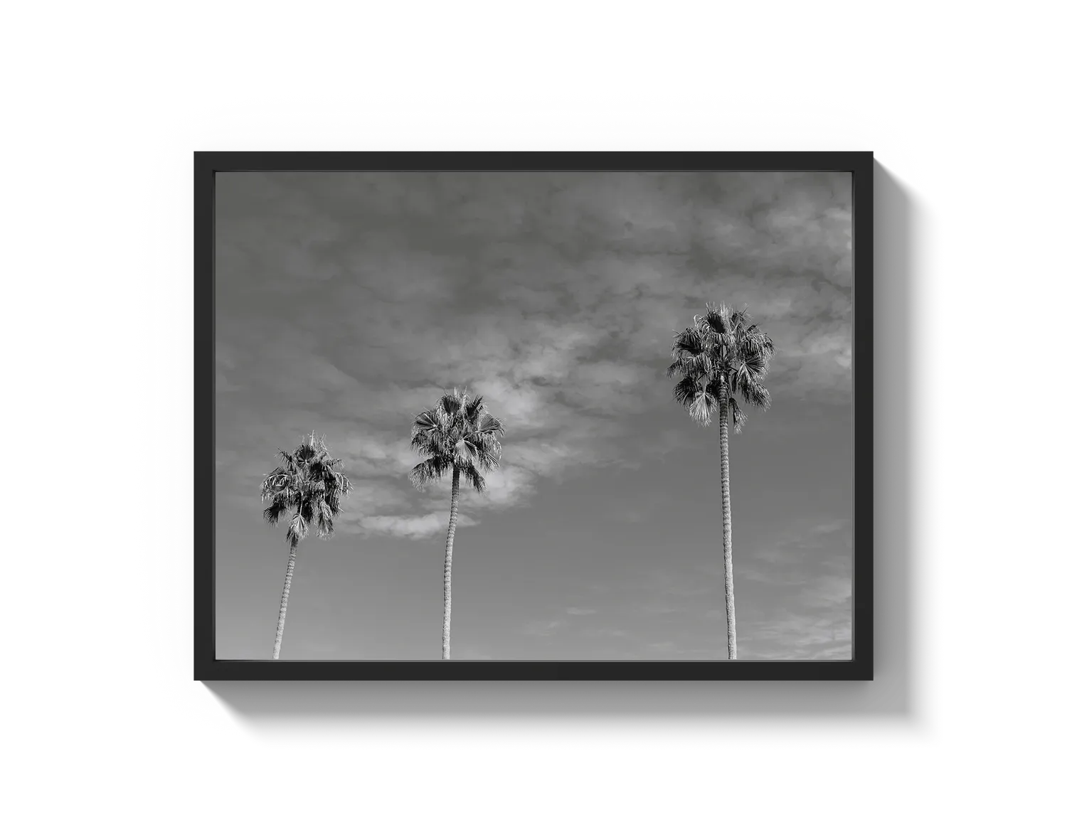Three Palm Trees