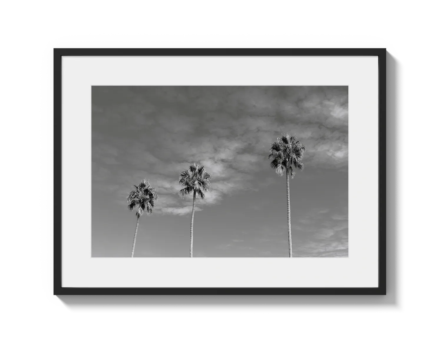 Three Palm Trees