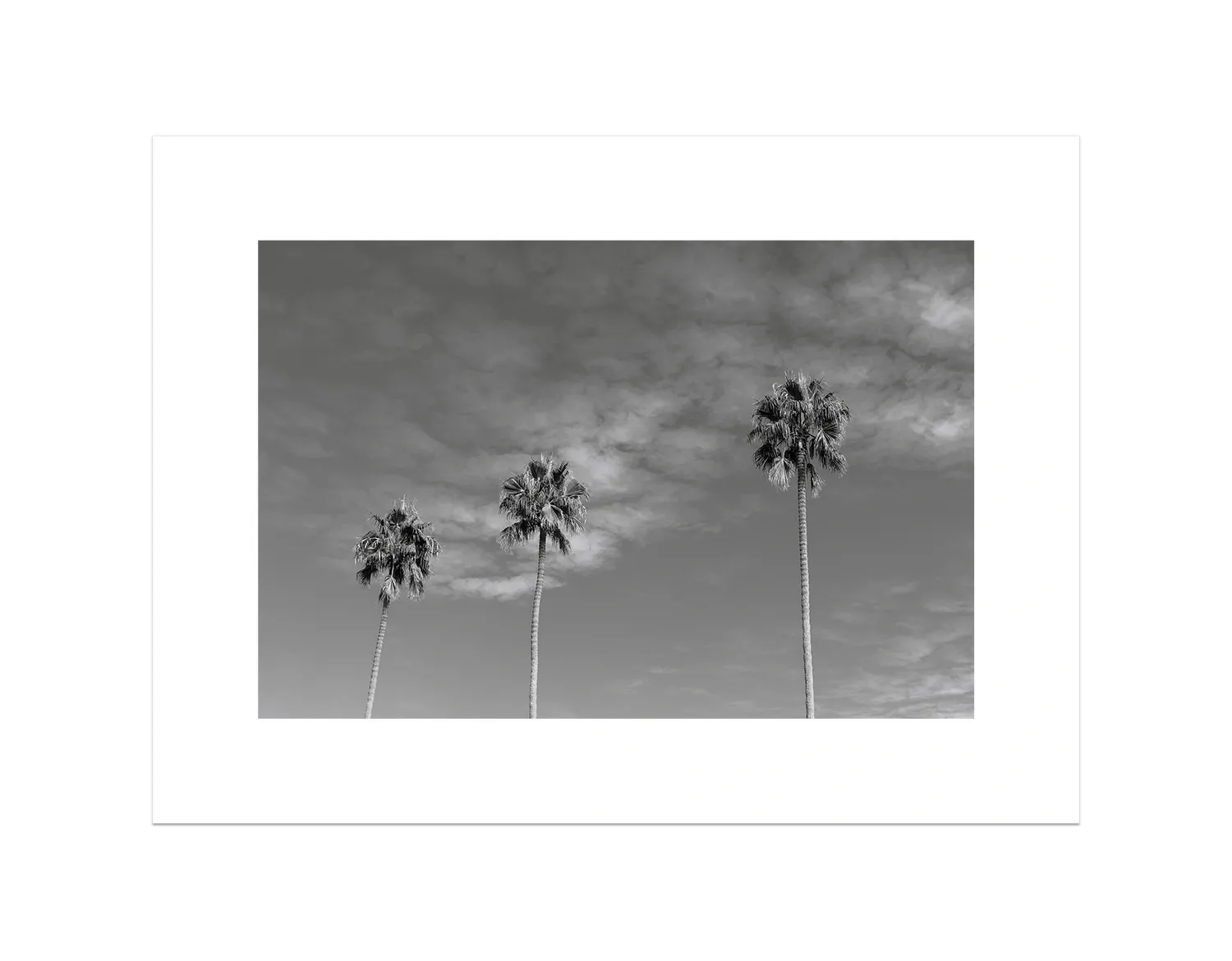 Three Palm Trees