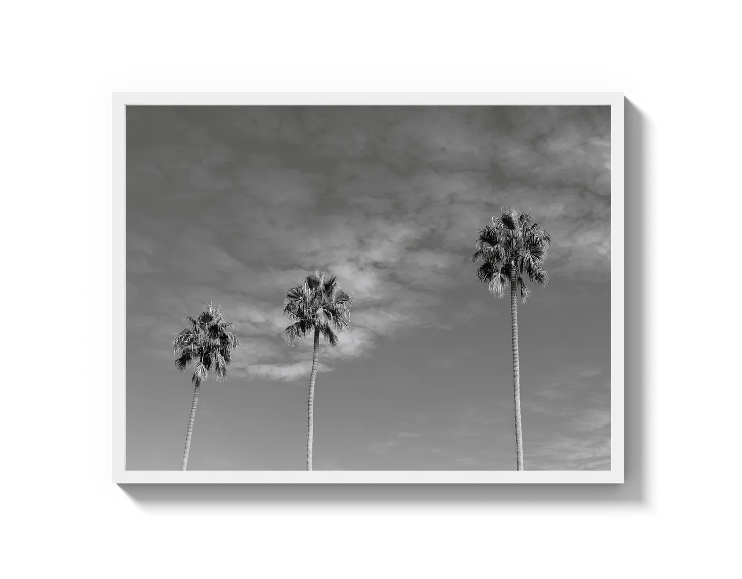 Three Palm Trees