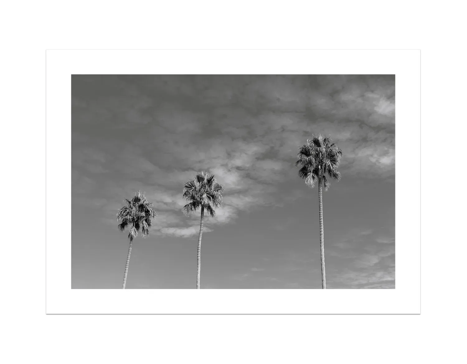 Three Palm Trees