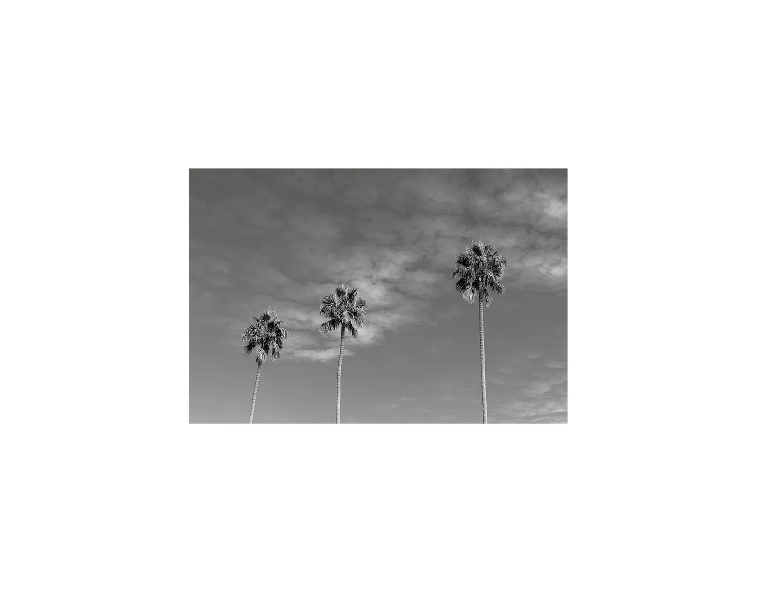 Three Palm Trees