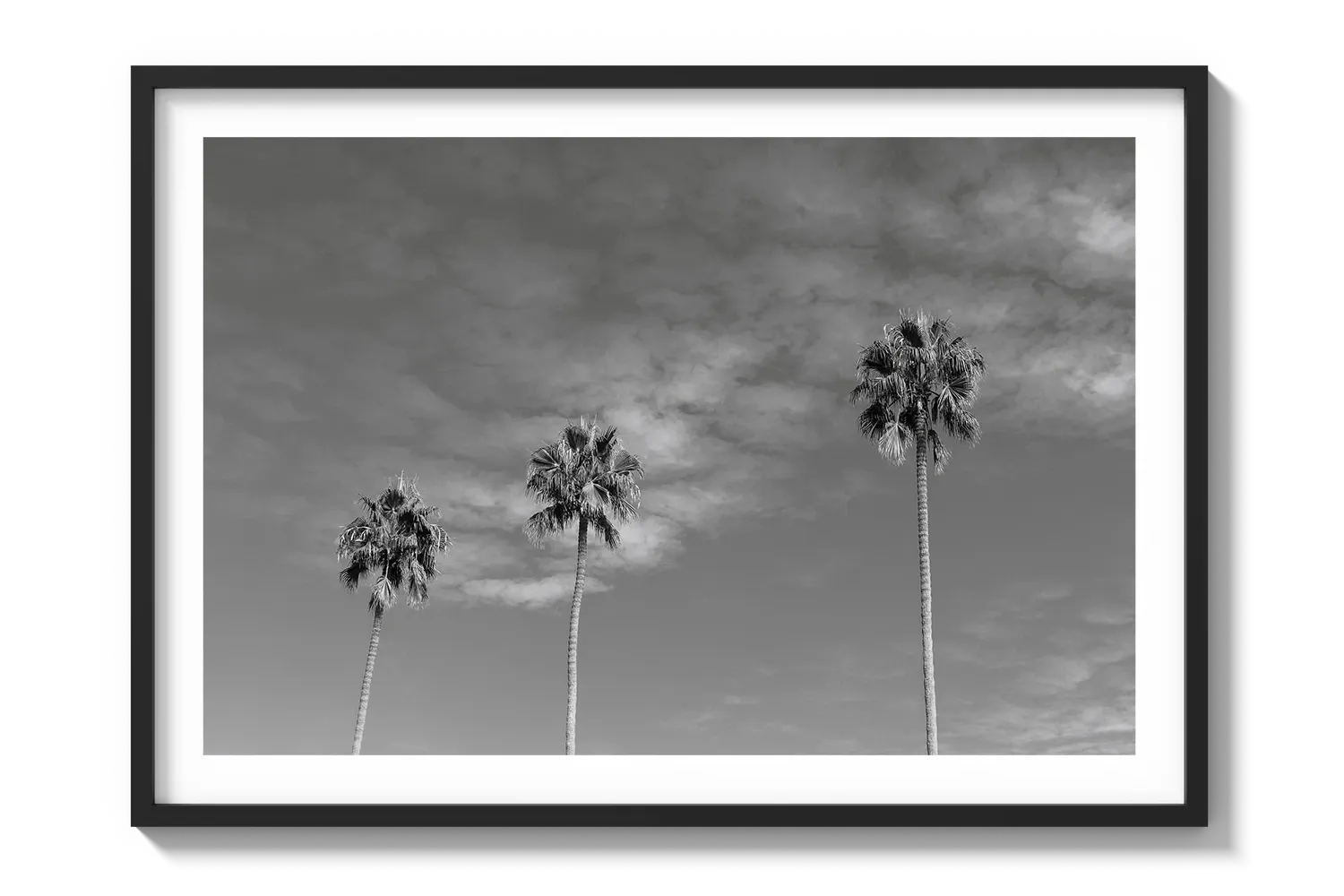 Three Palm Trees