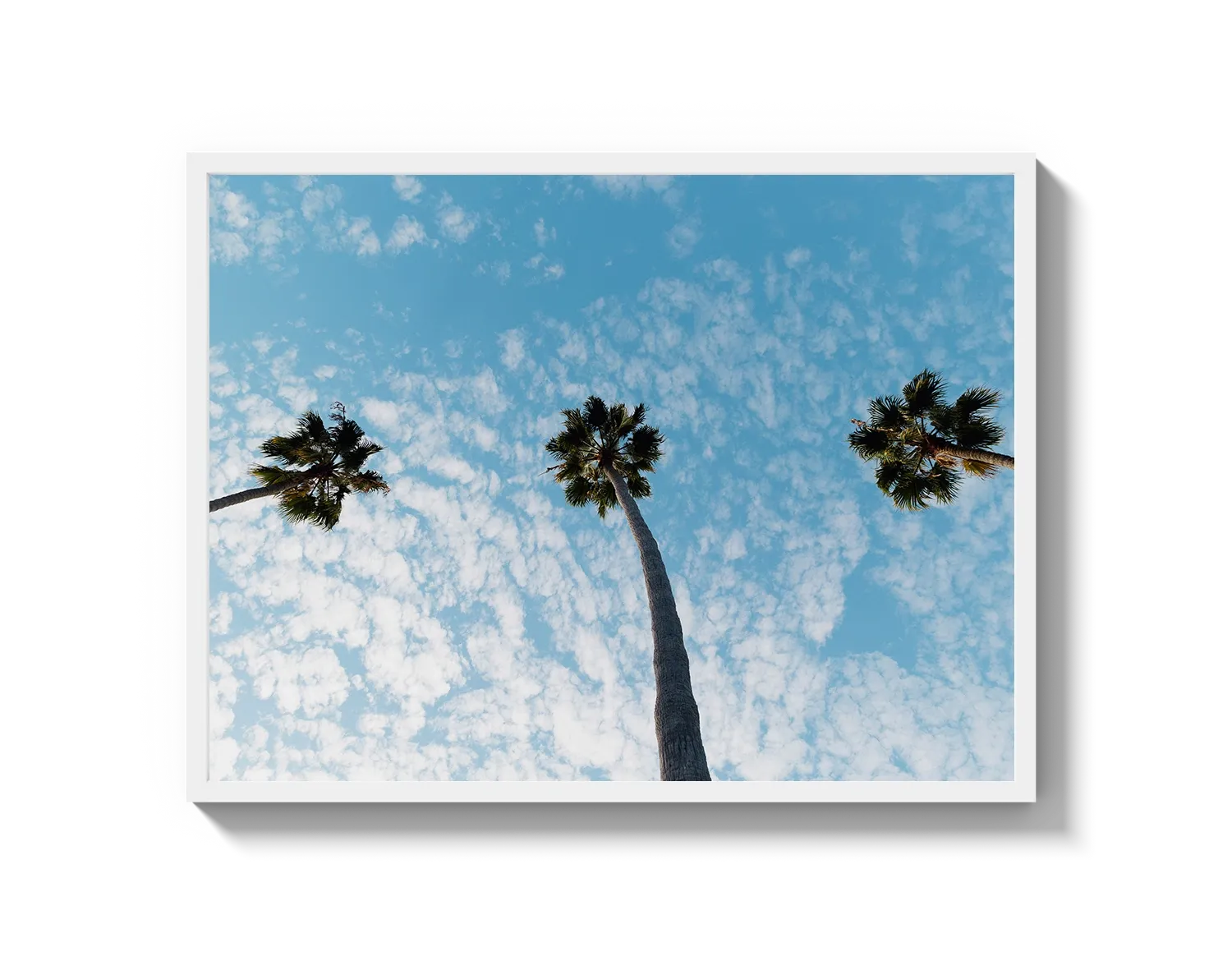 Three Palm Trees II
