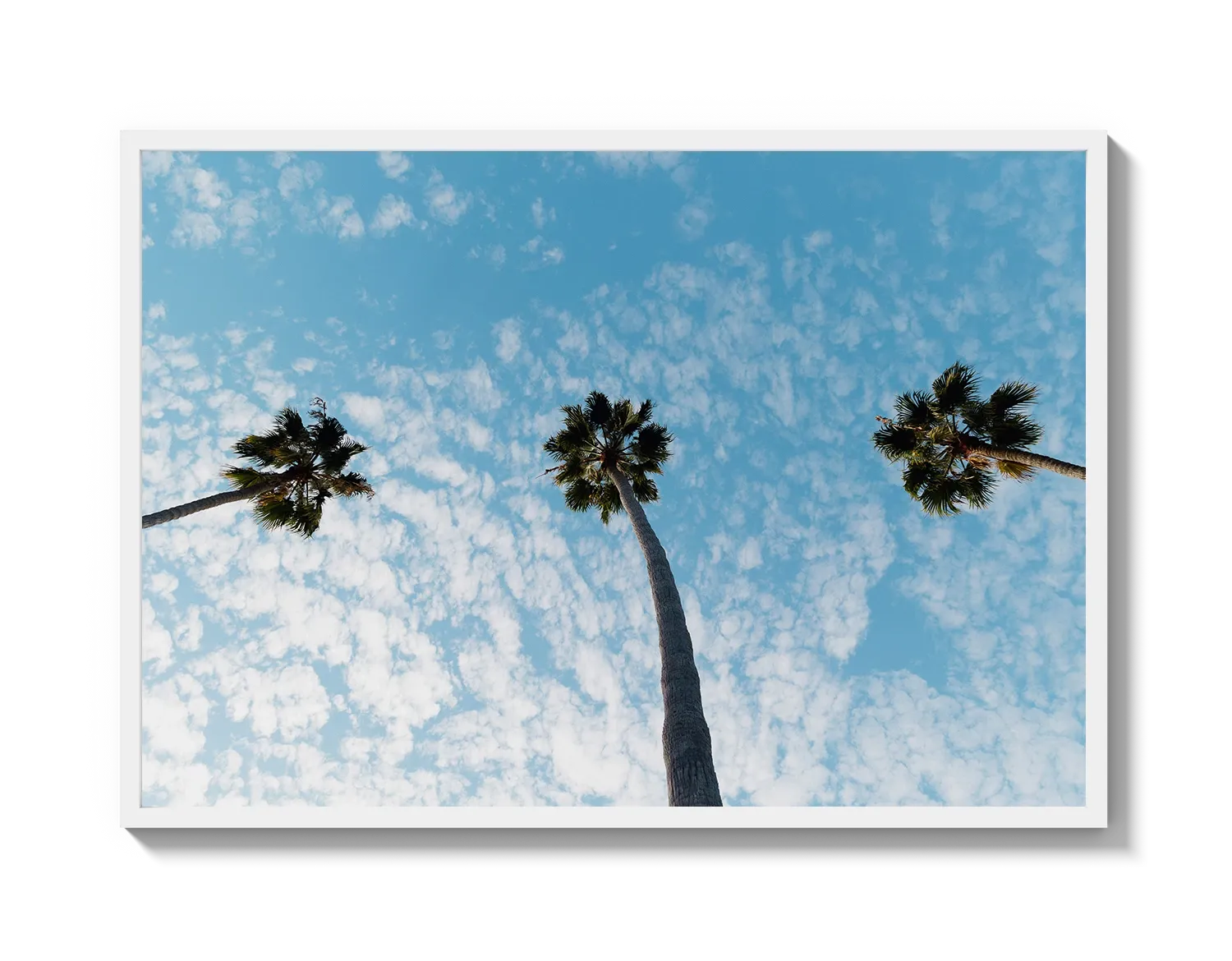 Three Palm Trees II