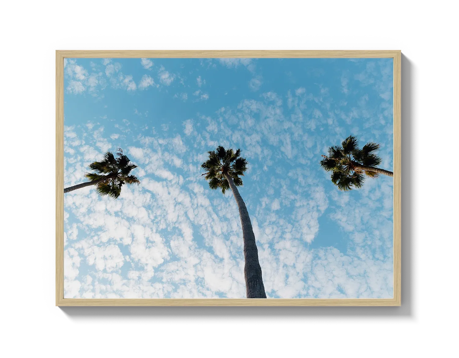Three Palm Trees II