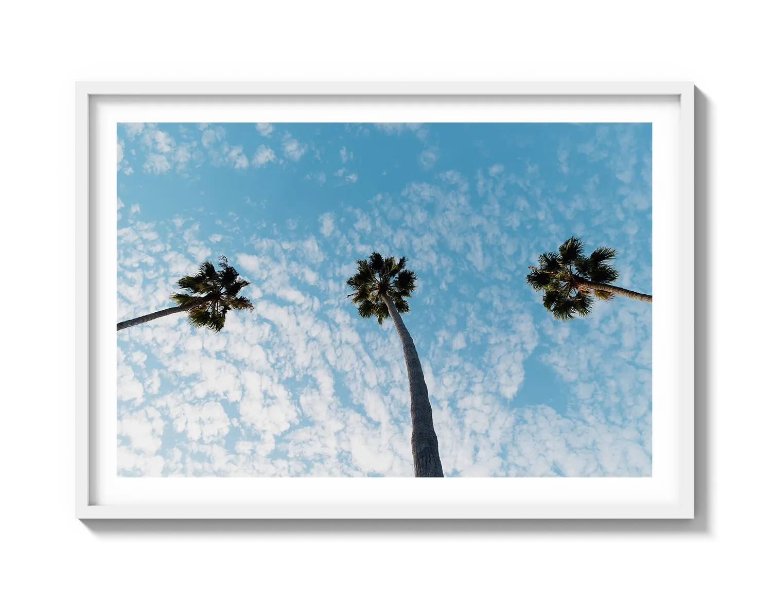 Three Palm Trees II