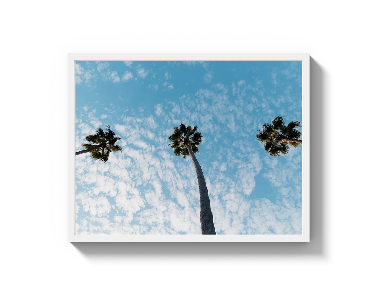 Three Palm Trees II