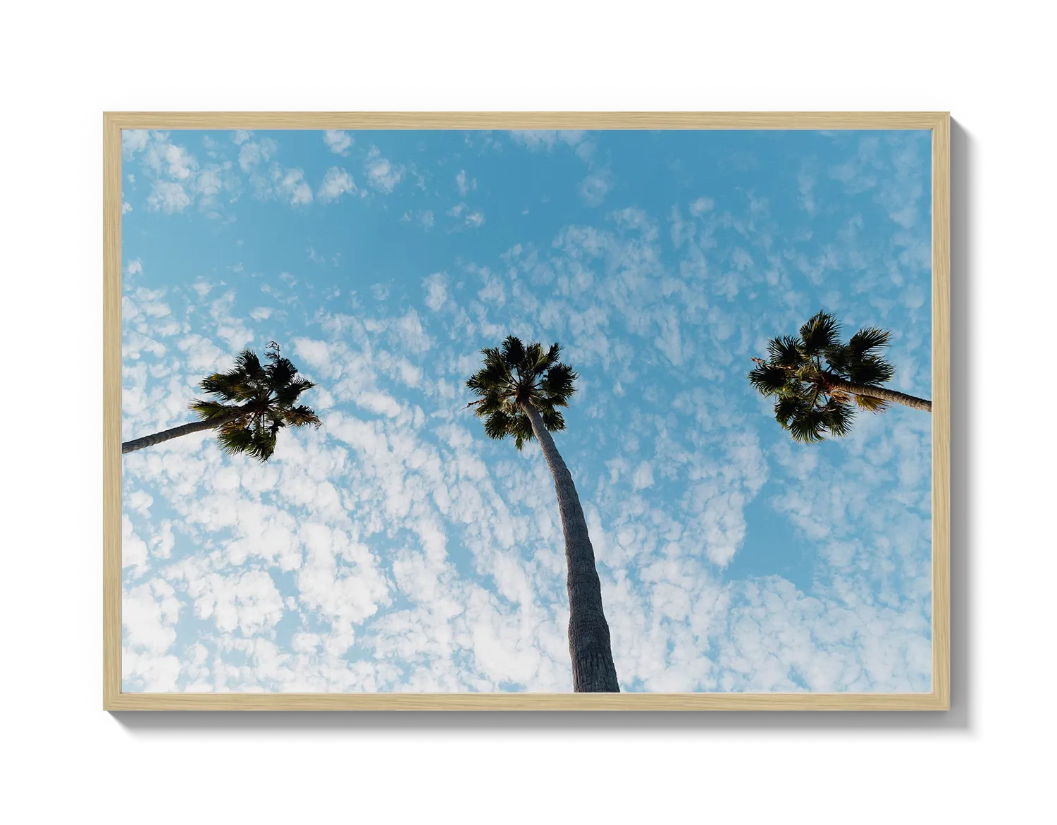 Three Palm Trees II