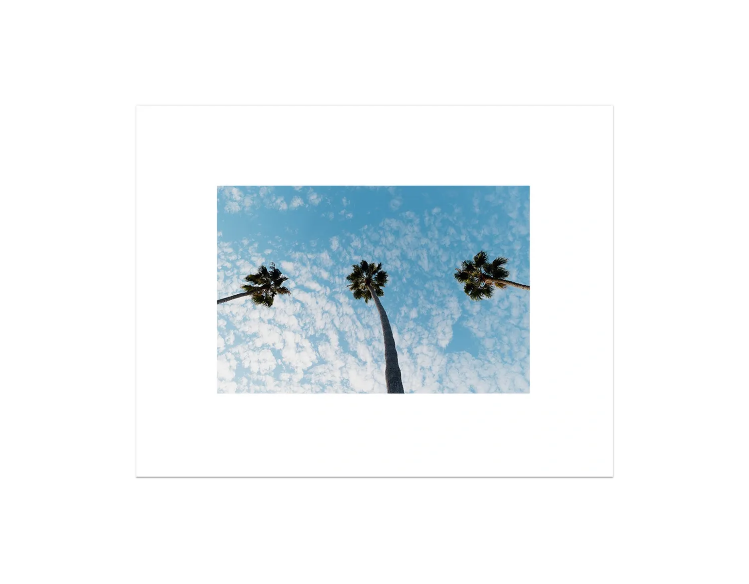 Three Palm Trees II