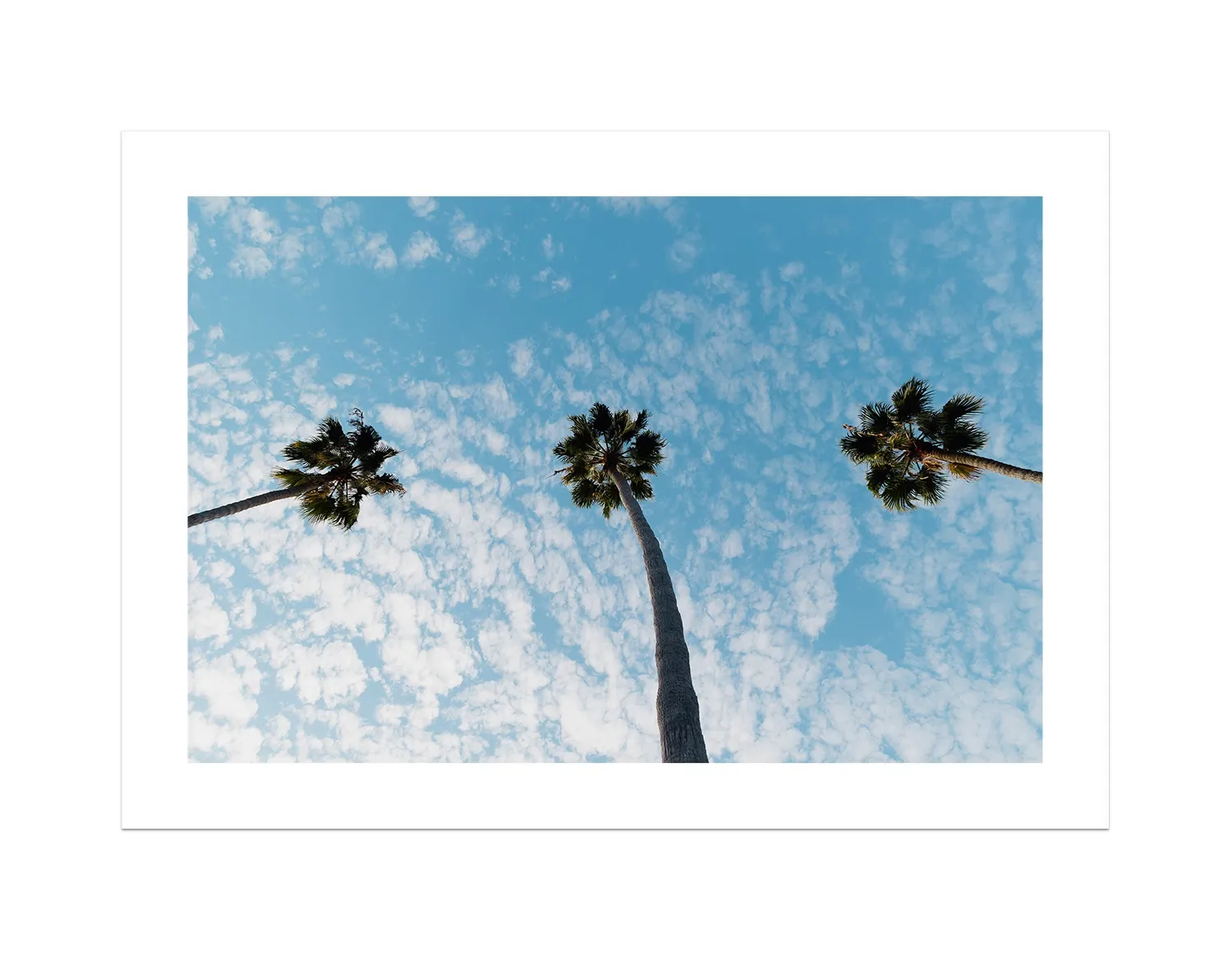 Three Palm Trees II