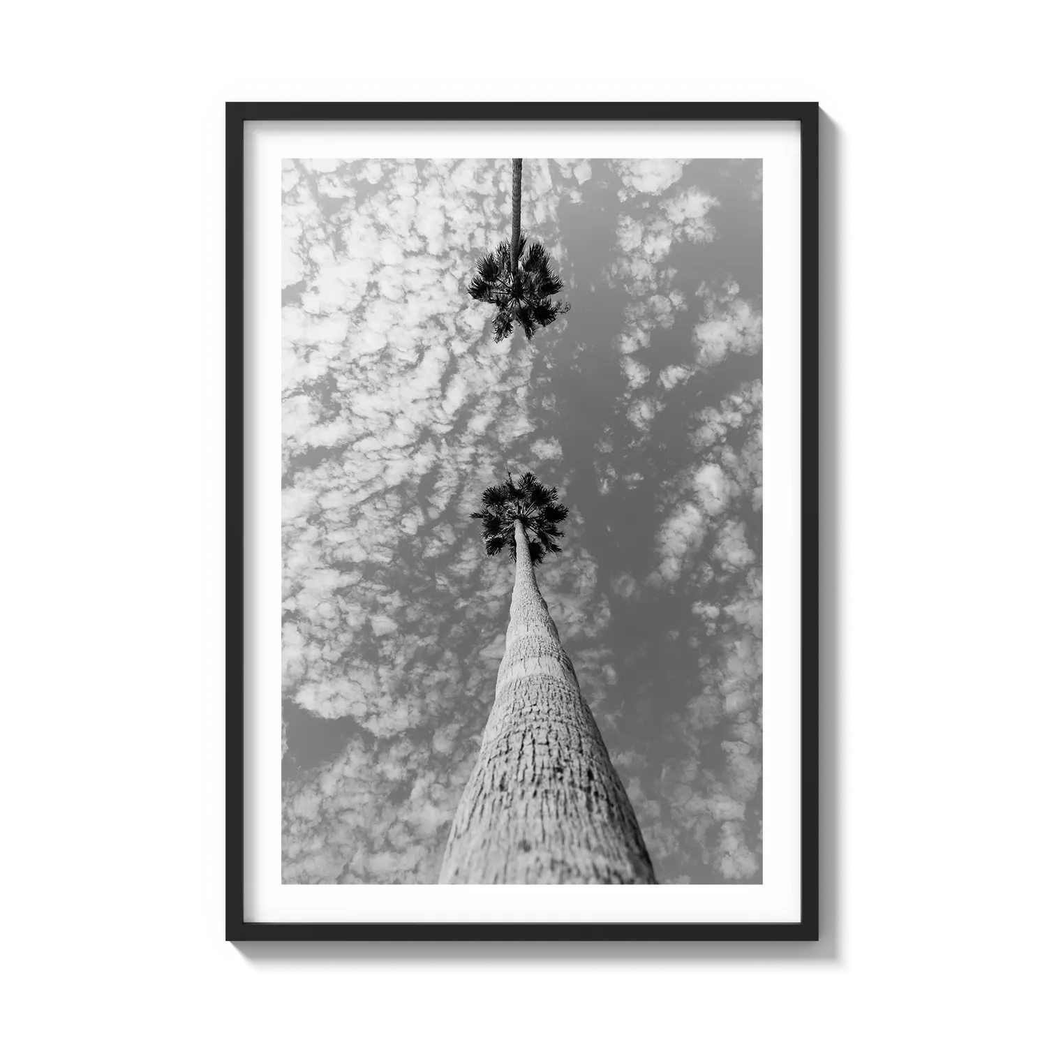 Palm Trees Hanging Out
