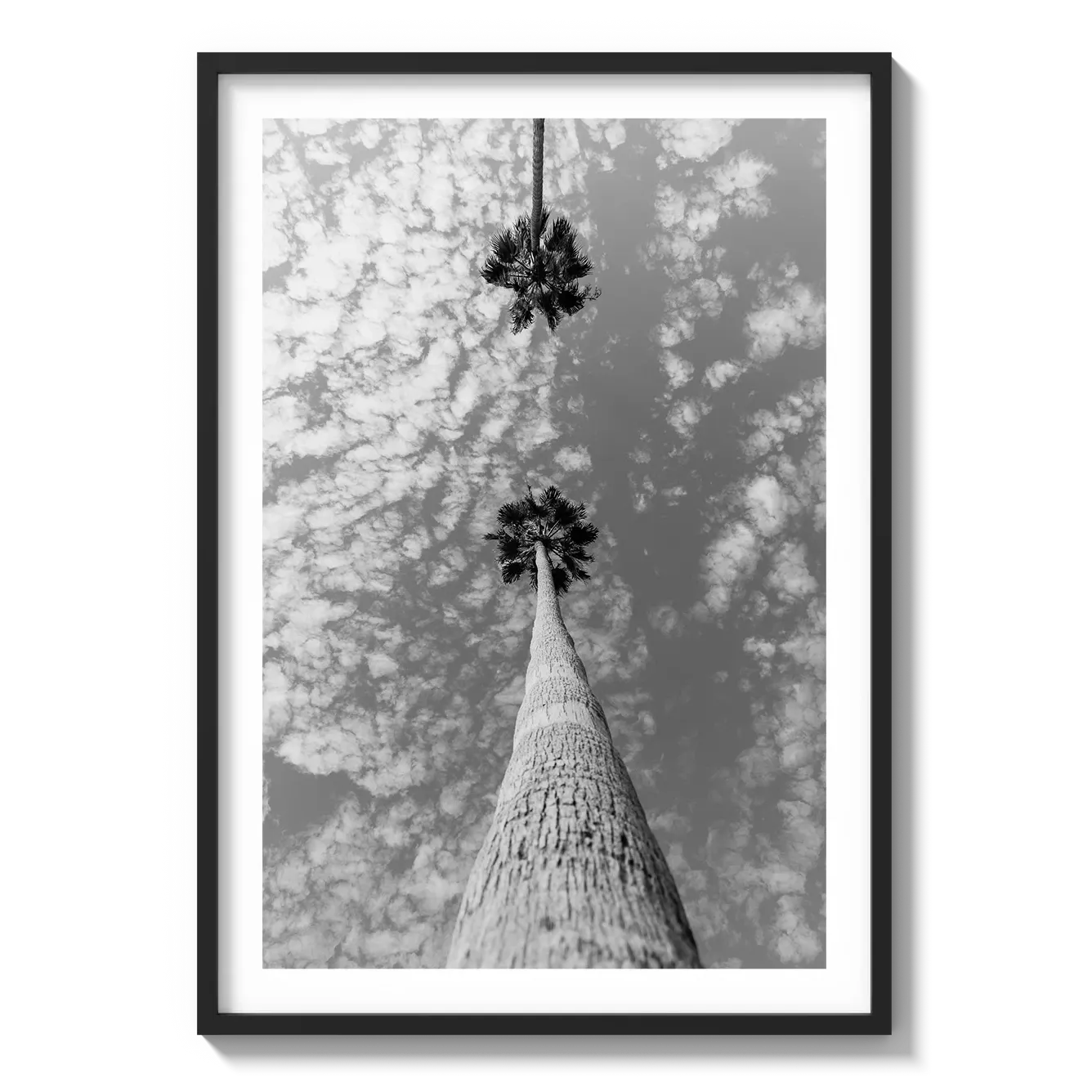 Palm Trees Hanging Out