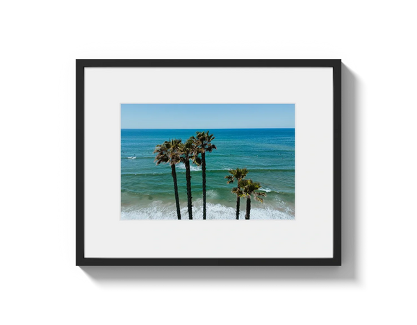 Palm Trees in PB