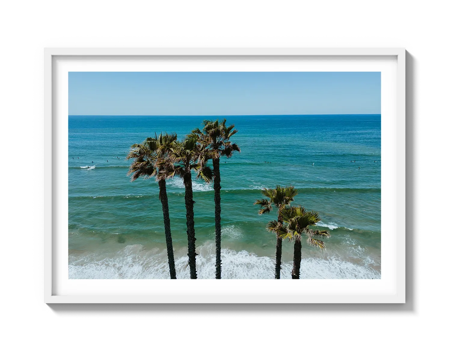 Palm Trees in PB