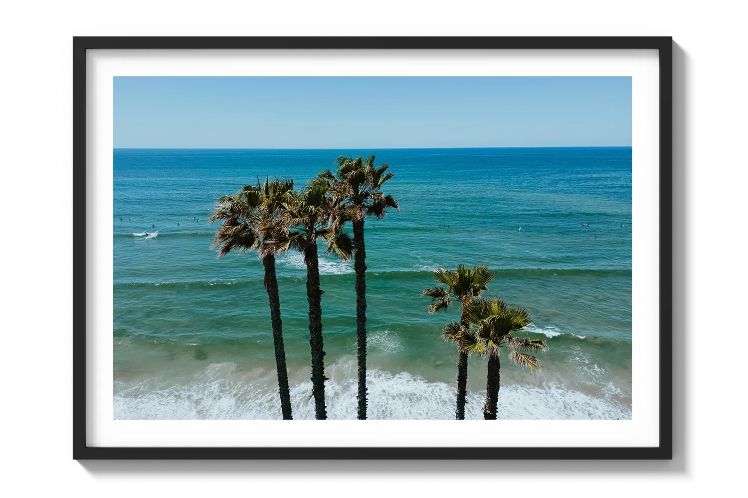 Palm Trees in PB