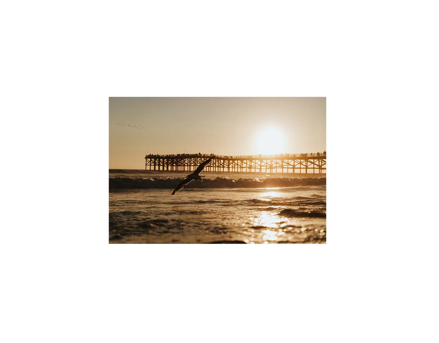 Beach Bird 2